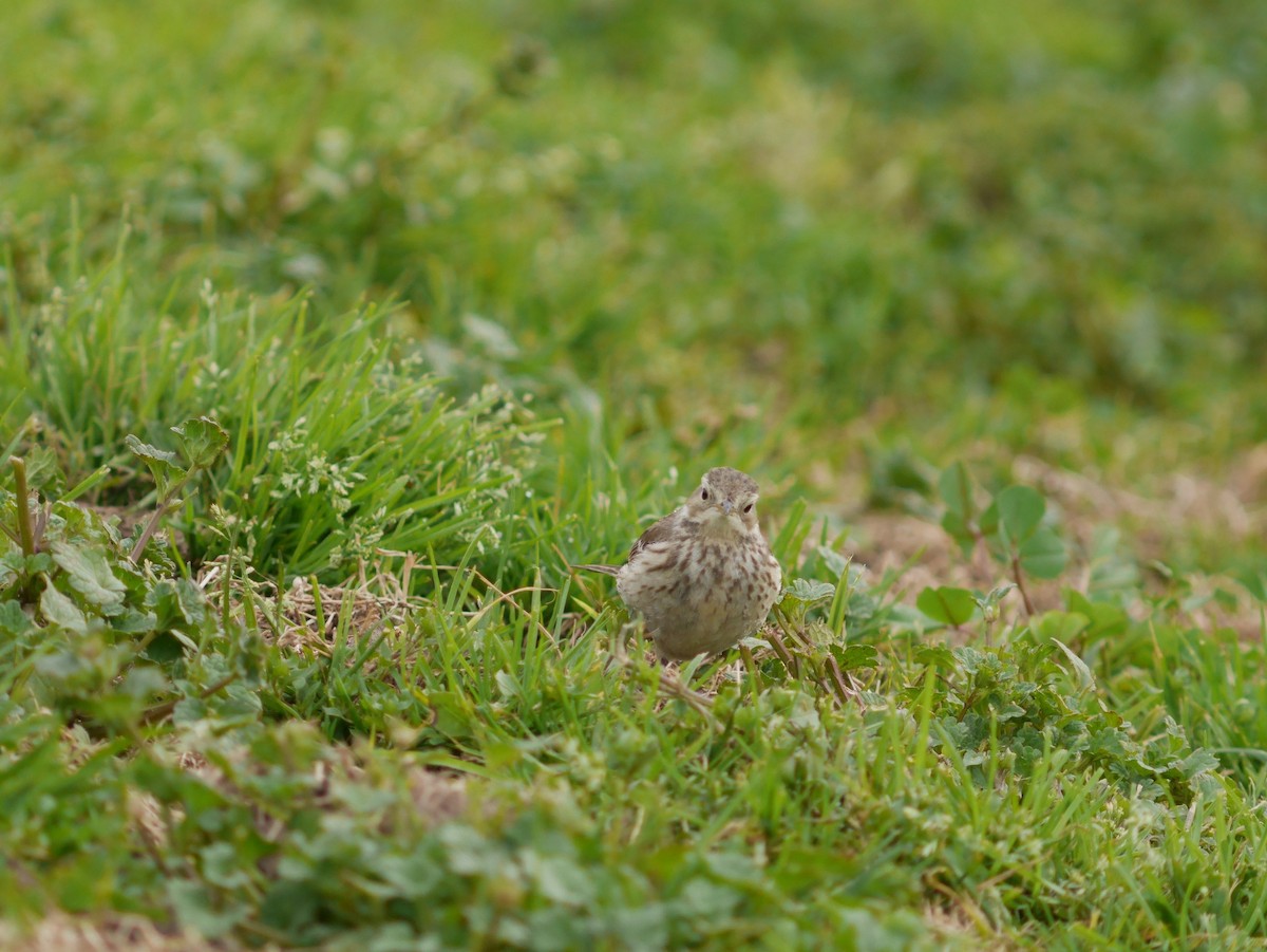 American Pipit - ML620629403