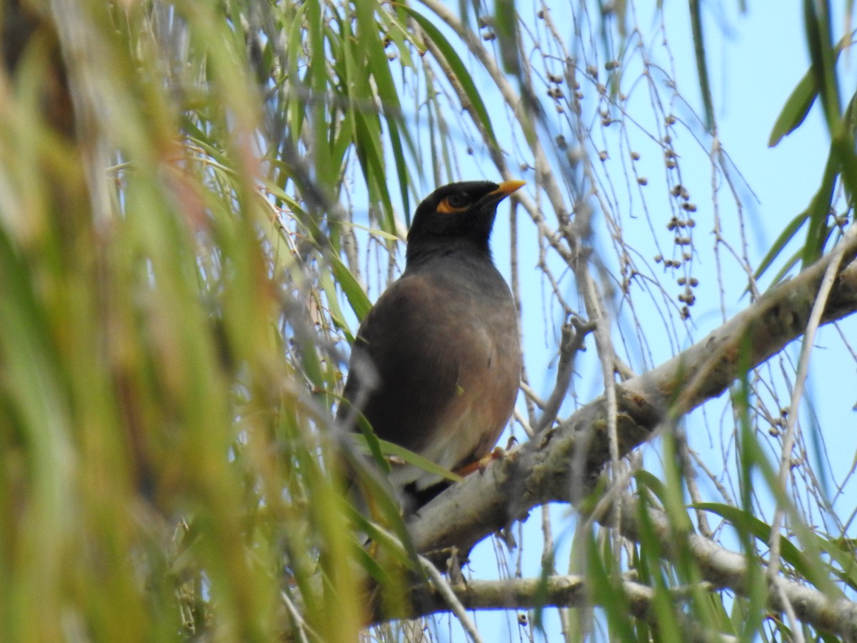 Common Myna - ML620629405