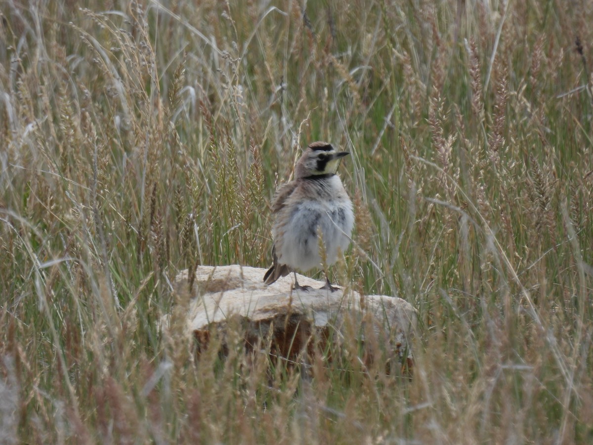 Horned Lark - ML620629407