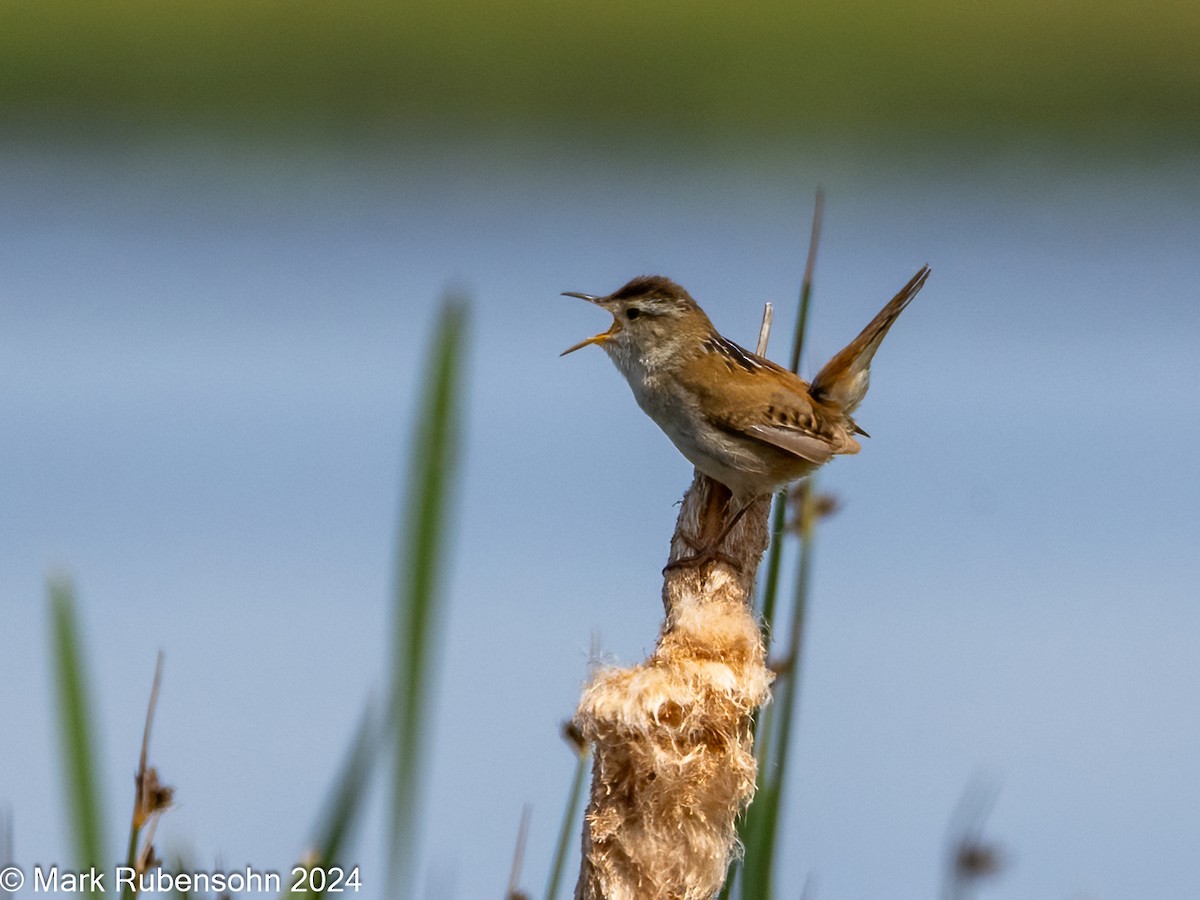 Marsh Wren - ML620629410