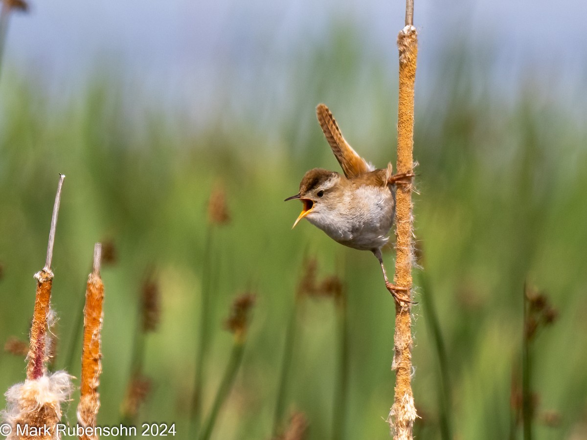 Marsh Wren - ML620629411