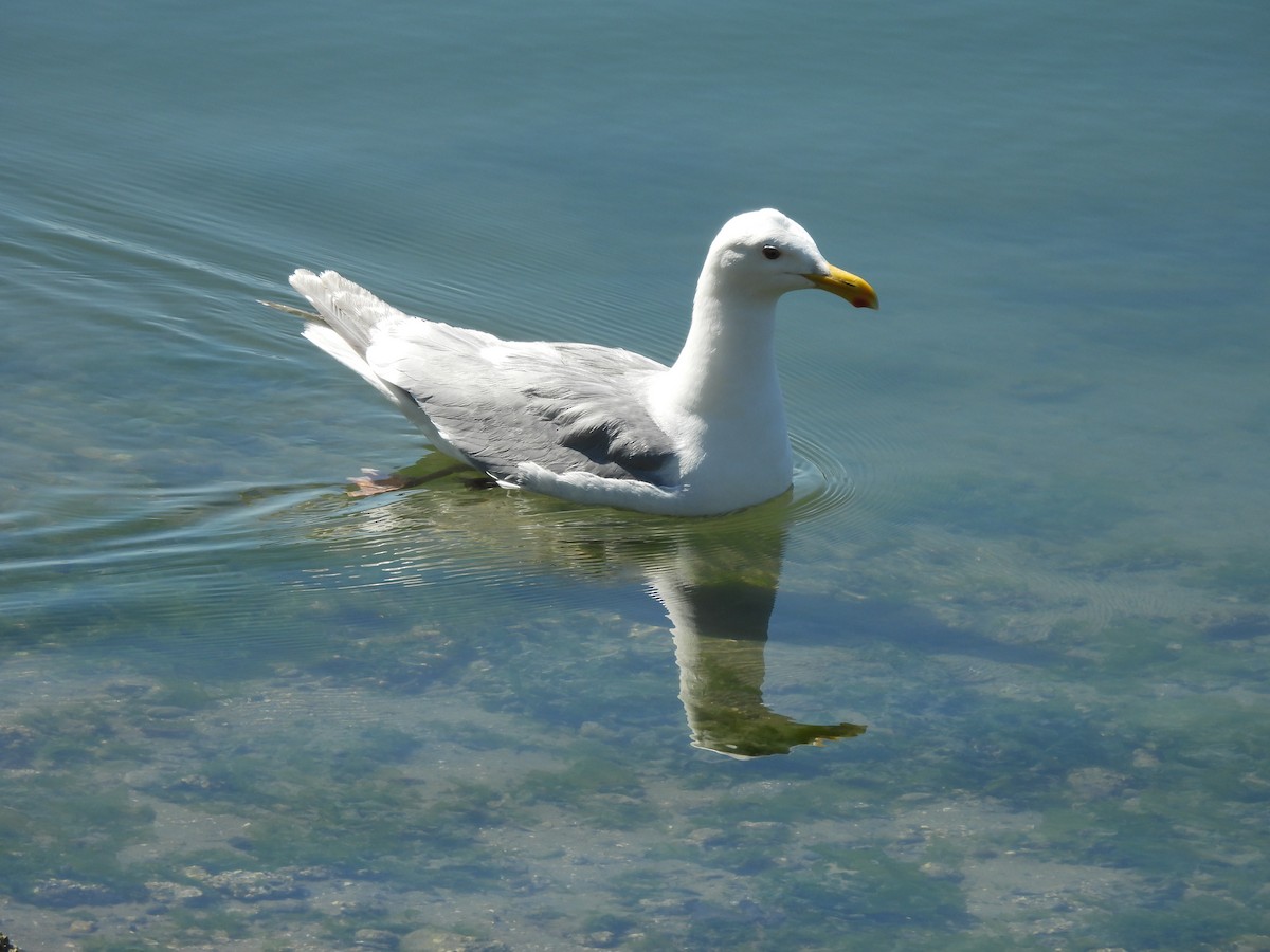 Glaucous-winged Gull - ML620629412