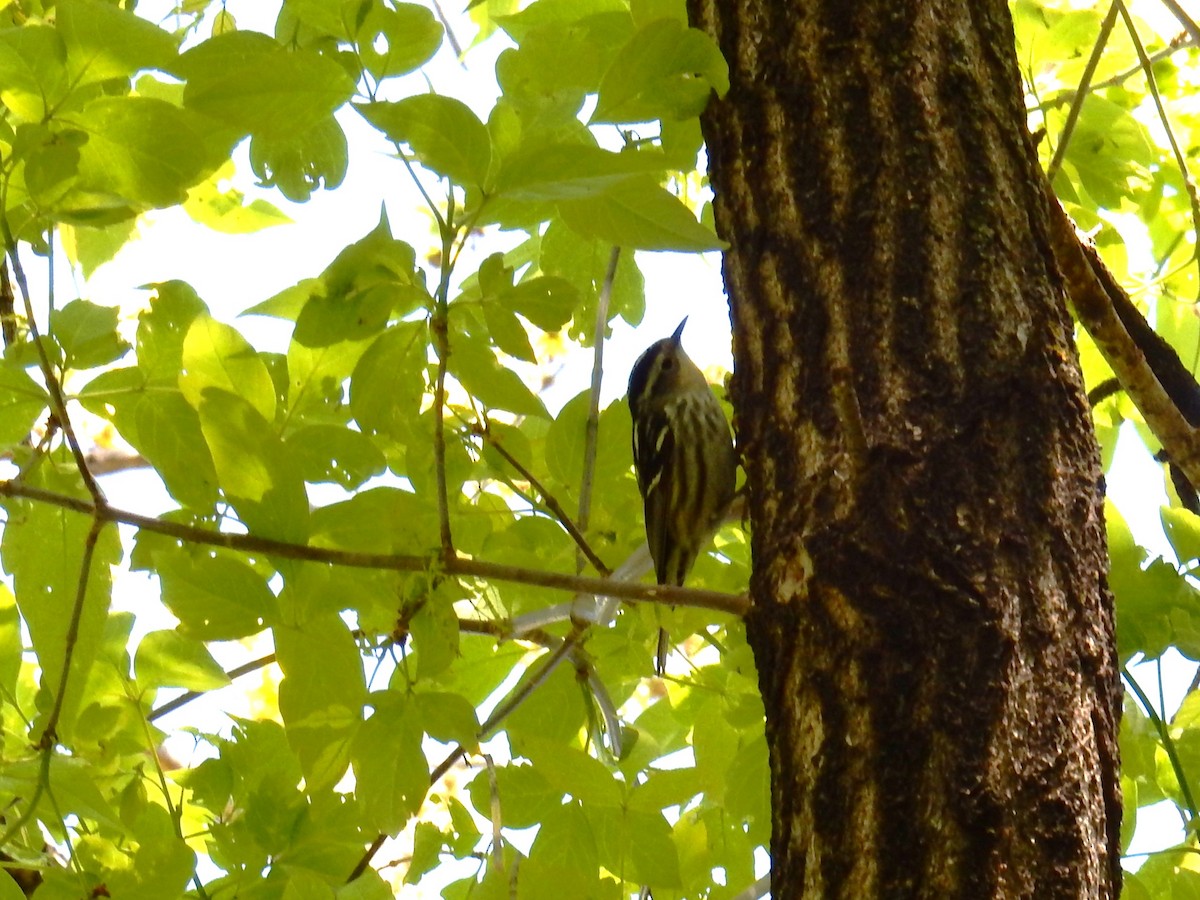 Cape May Warbler - ML620629413