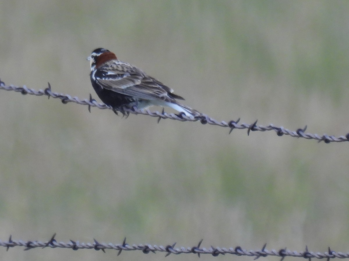 Chestnut-collared Longspur - ML620629415