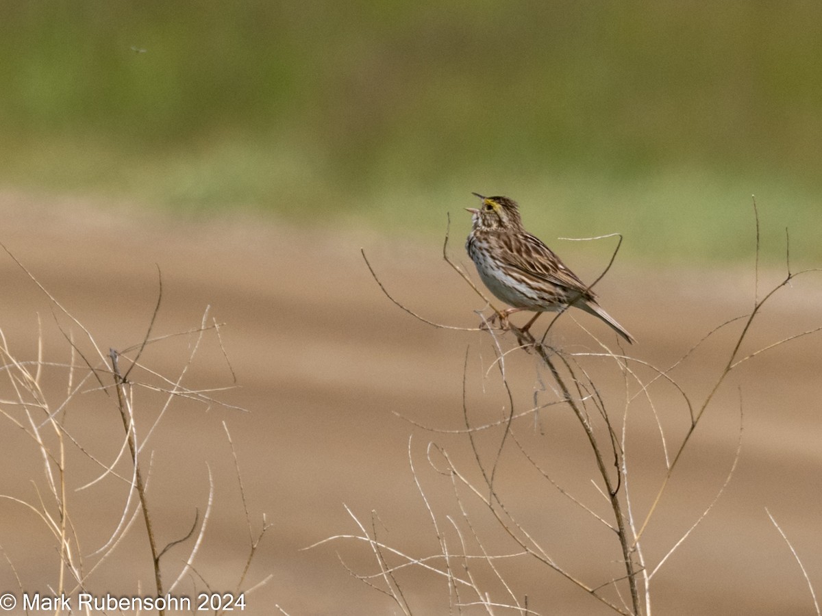 Savannah Sparrow - ML620629416