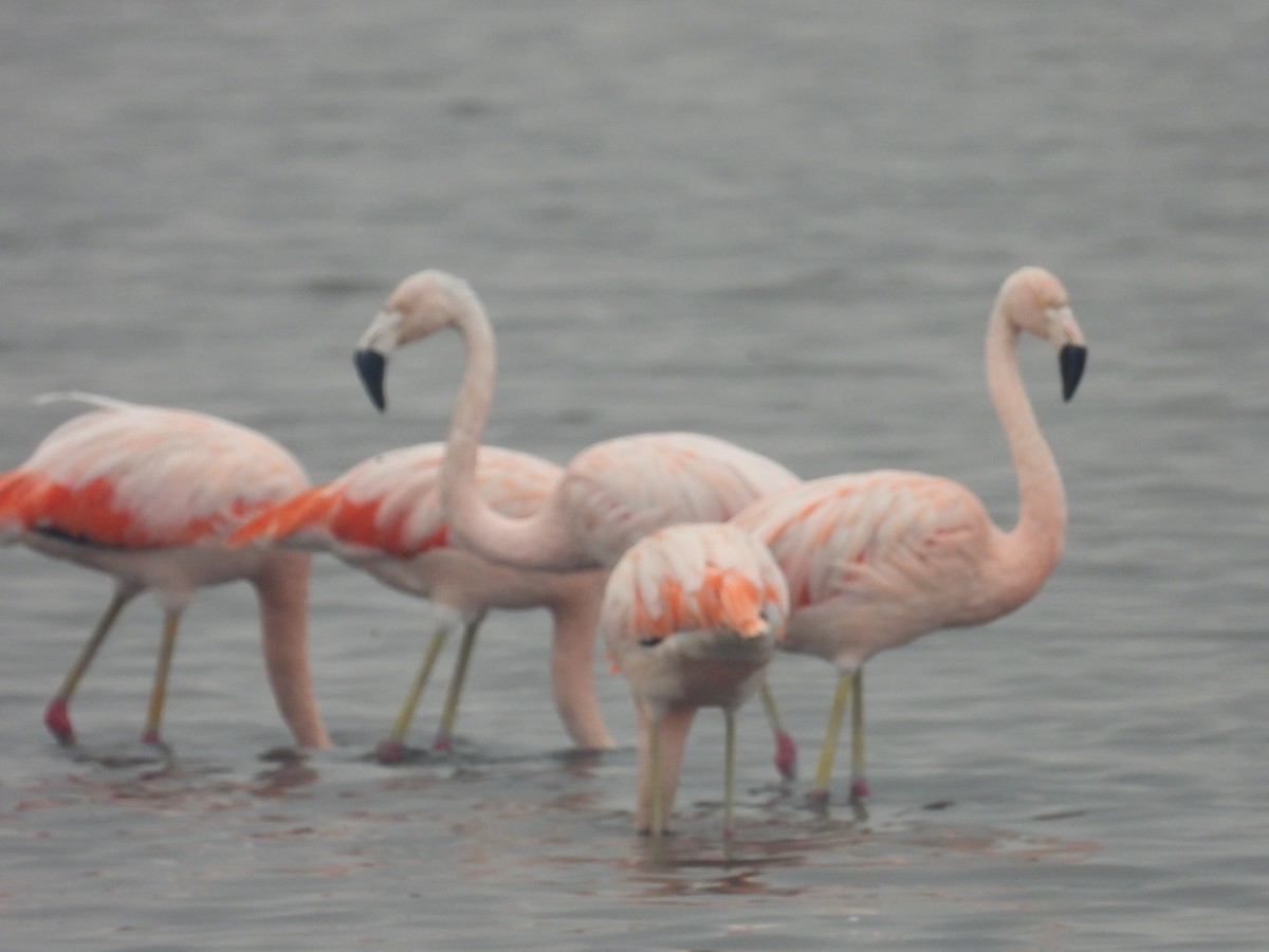 Chilean Flamingo - ML620629417