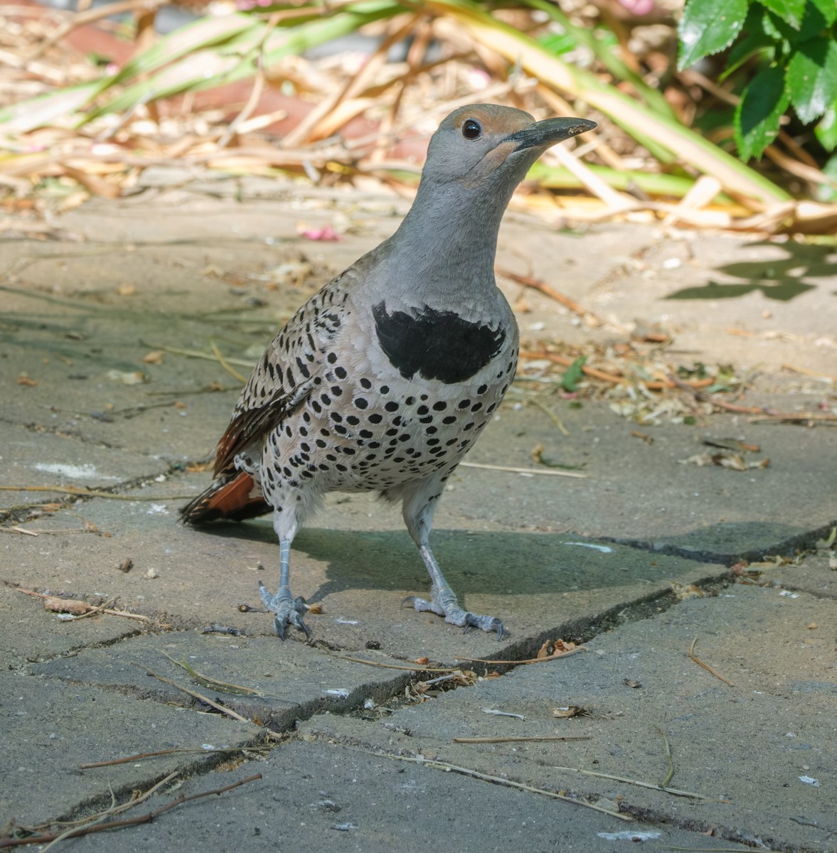 Northern Flicker - ML620629418