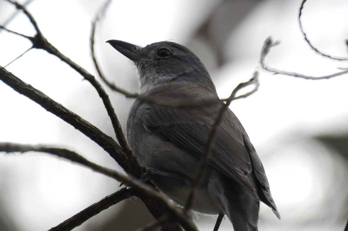 Gray Shrikethrush - Leslie Correia