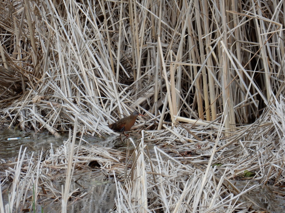 Virginia Rail - ML620629421