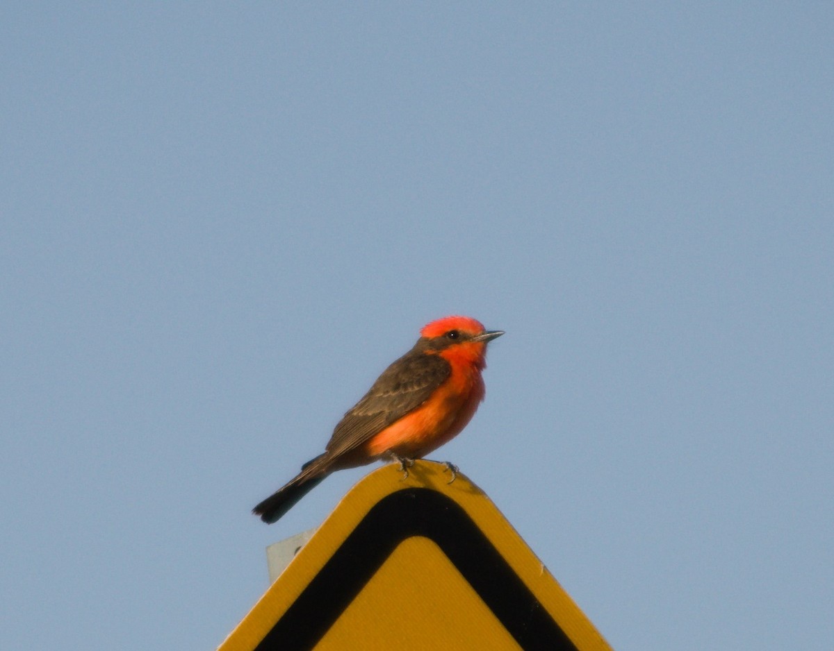 Vermilion Flycatcher - ML620629422