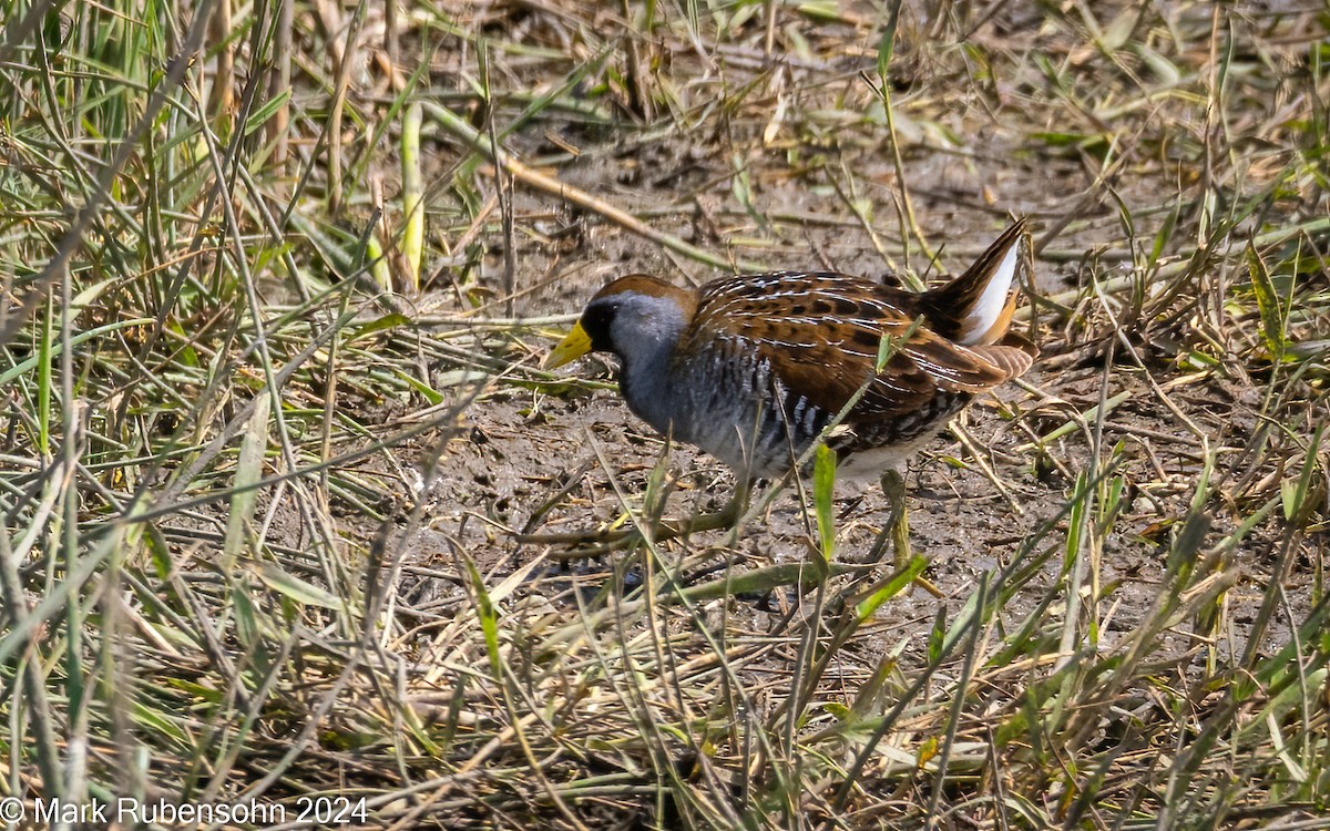 カオグロクイナ - ML620629425