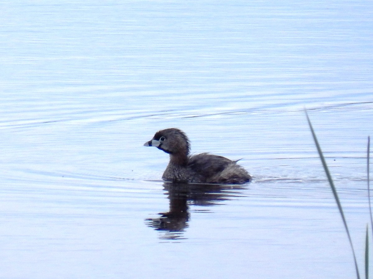 Pied-billed Grebe - ML620629426