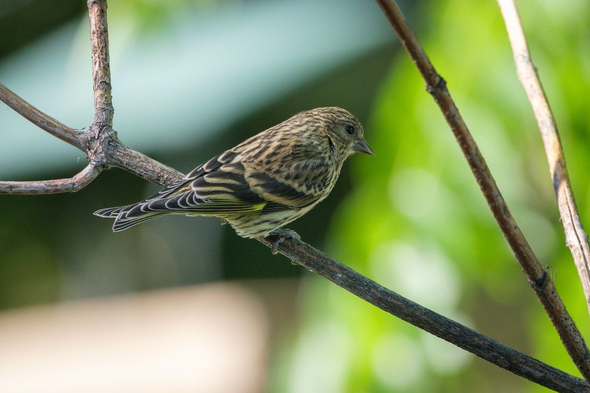 Pine Siskin - ML620629428