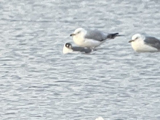 Mouette de Franklin - ML620629433