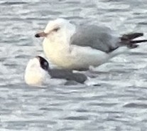 Mouette de Franklin - ML620629435