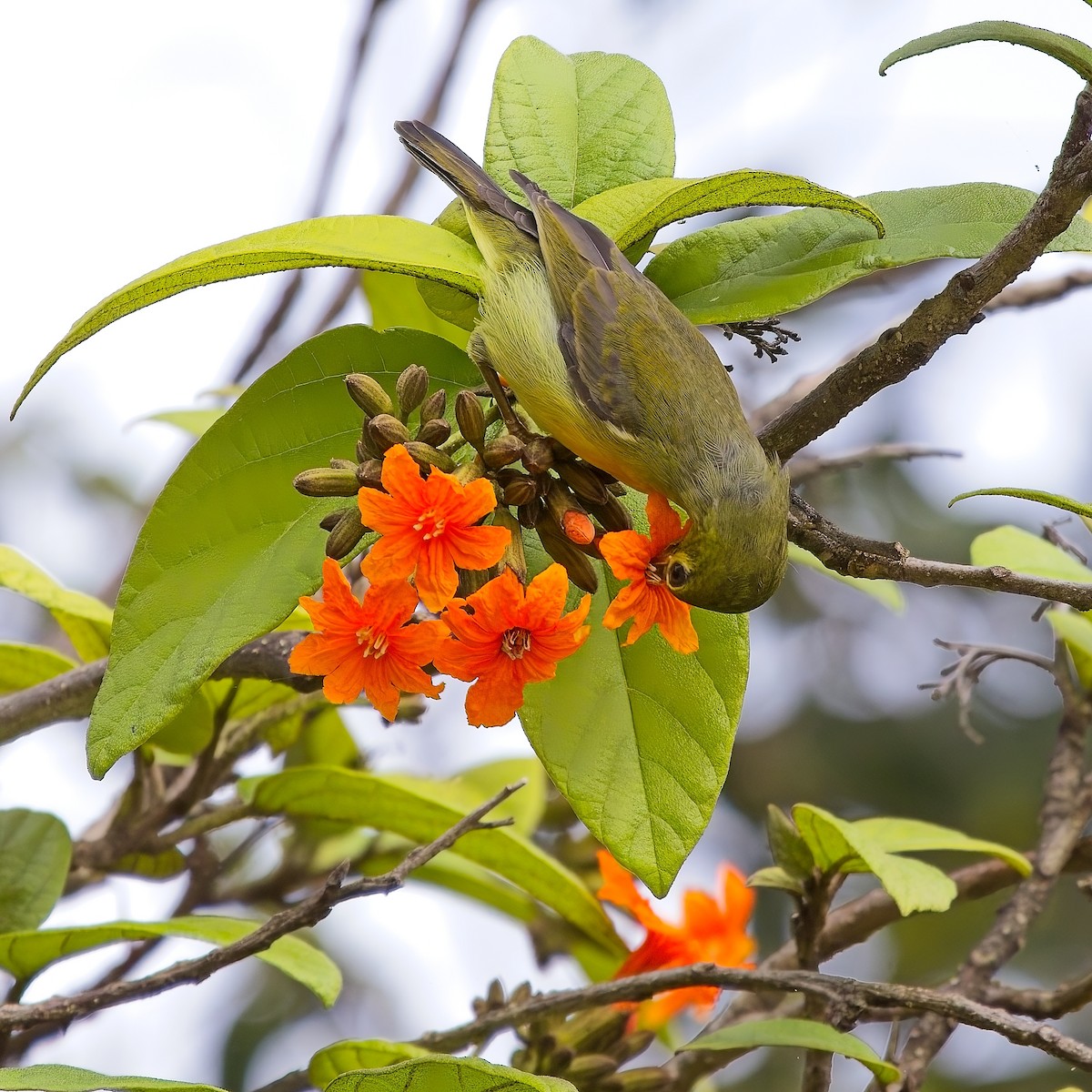 Brown-throated Sunbird - ML620629439