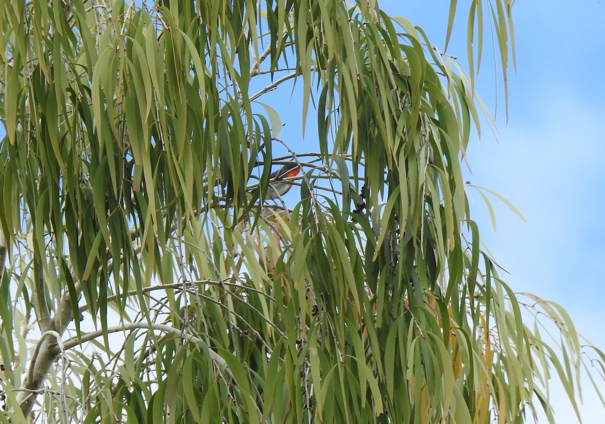 Mistletoebird - ML620629440