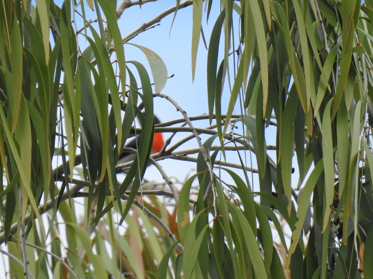 Mistletoebird - ML620629441