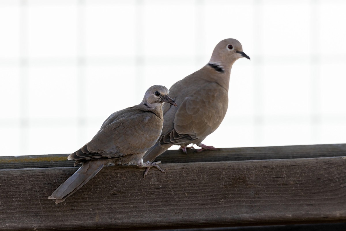 Eurasian Collared-Dove - ML620629442