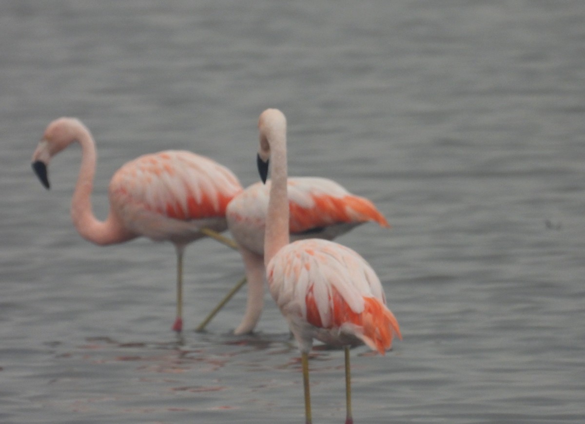 Chilean Flamingo - ML620629443