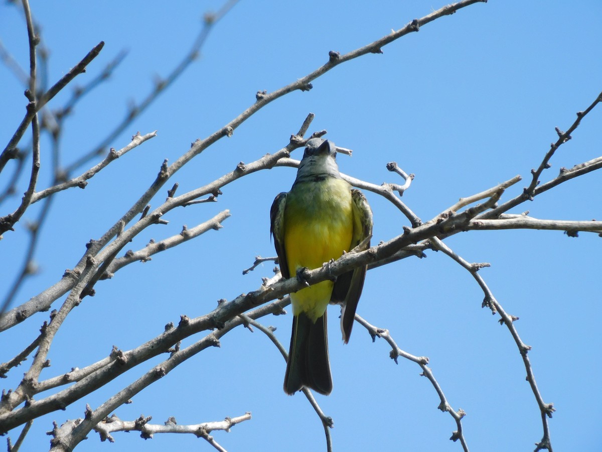 Tropical Kingbird - ML620629445