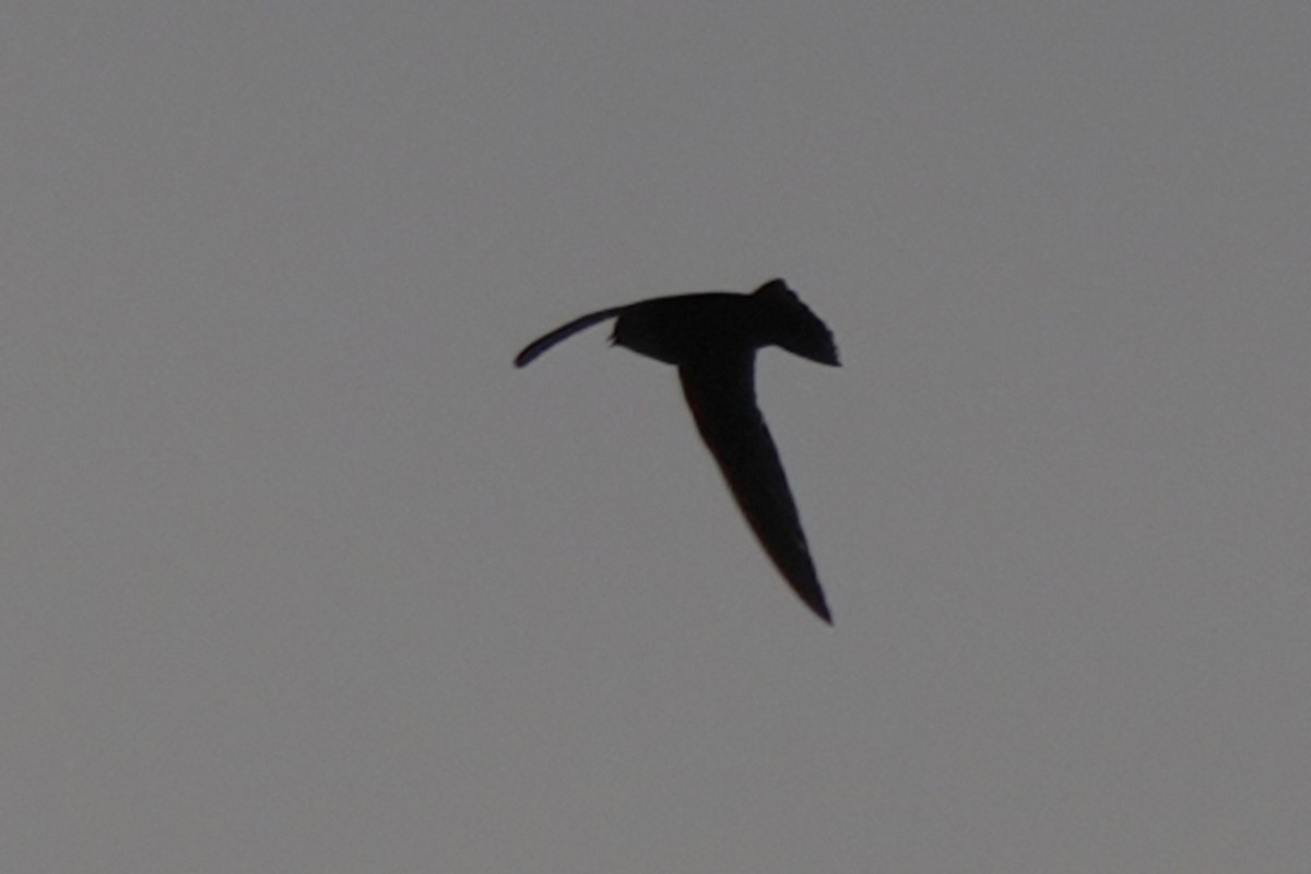 Black Swift - ML620629448