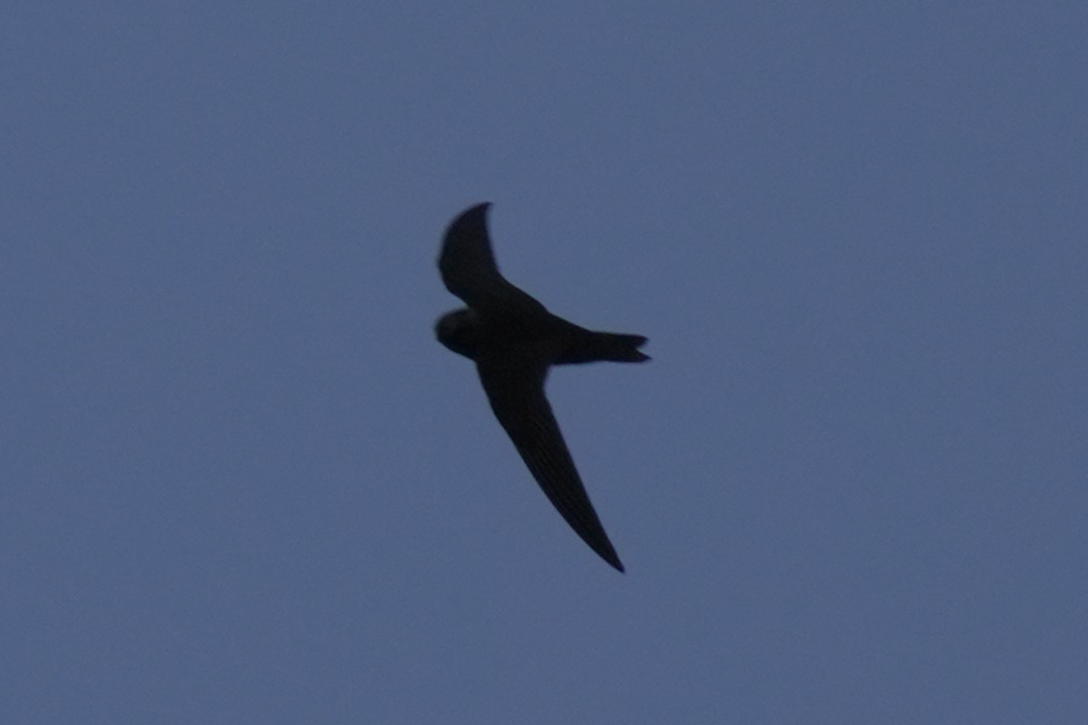 Black Swift - ML620629449