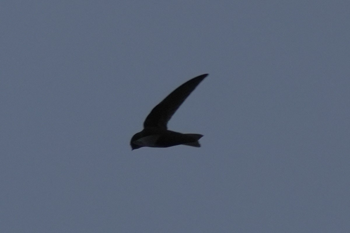 Black Swift - ML620629450