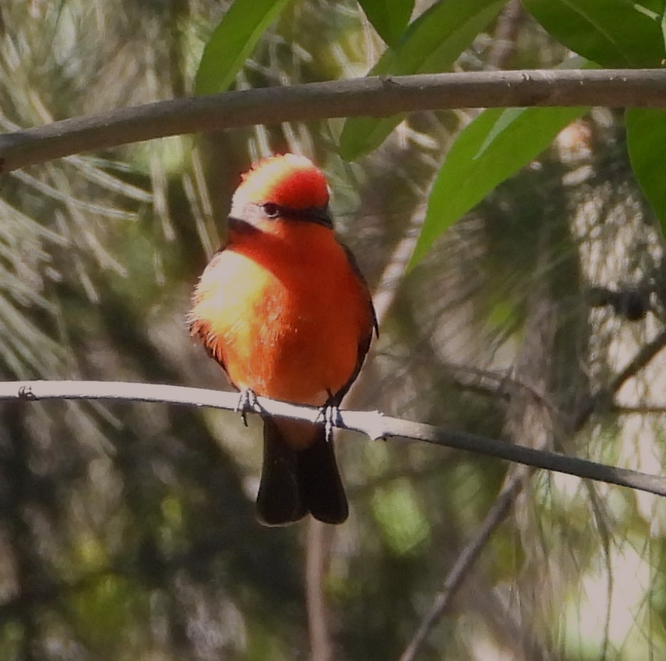 Vermilion Flycatcher - Guadalupe Esquivel Uribe