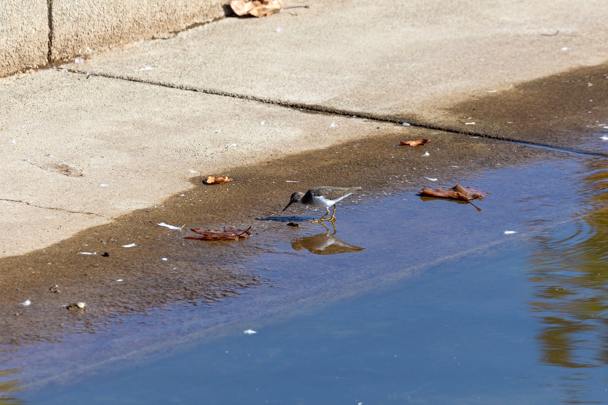 Spotted Sandpiper - ML620629456