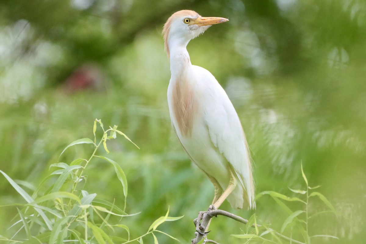 Western Cattle Egret - ML620629458