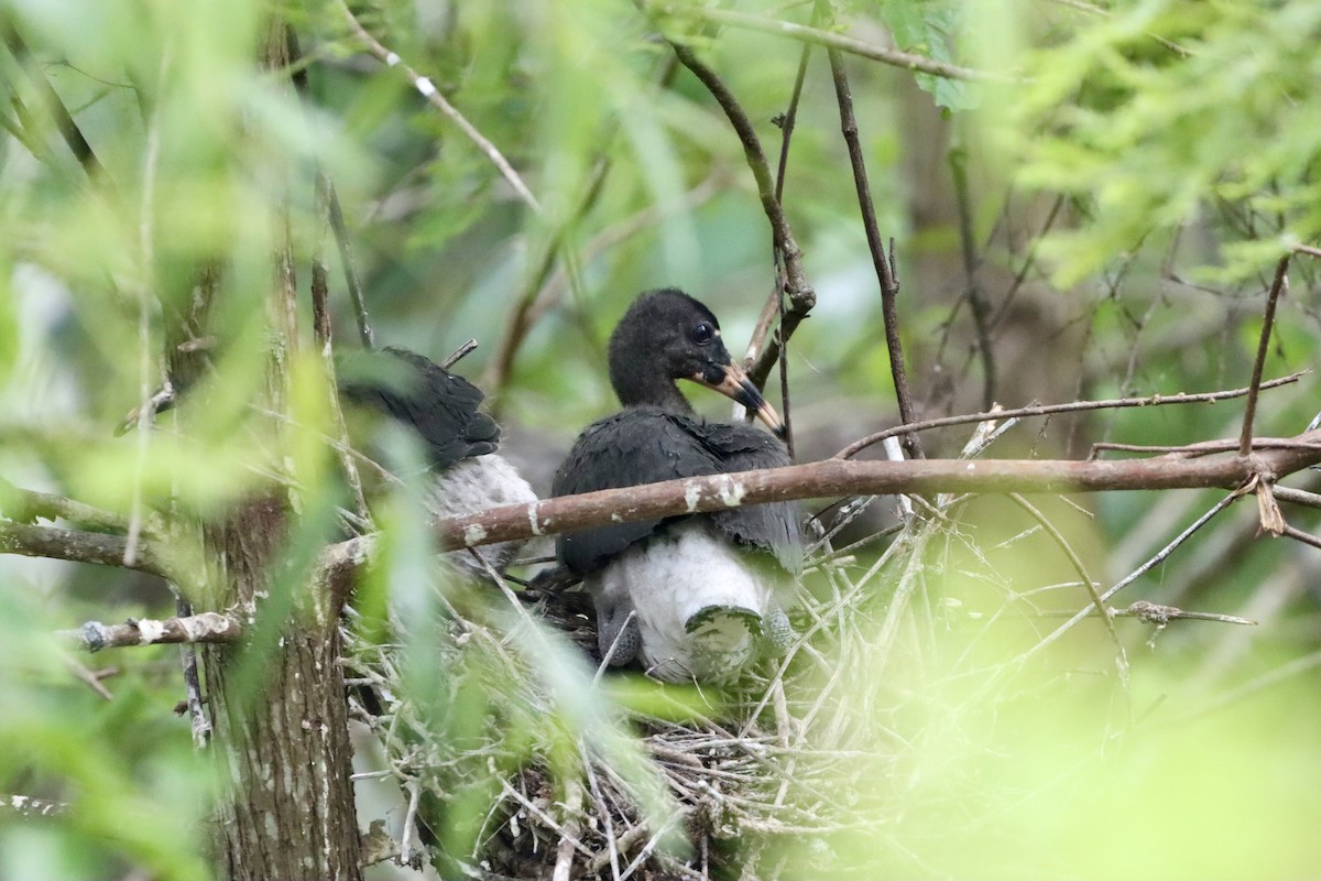 White Ibis - ML620629464