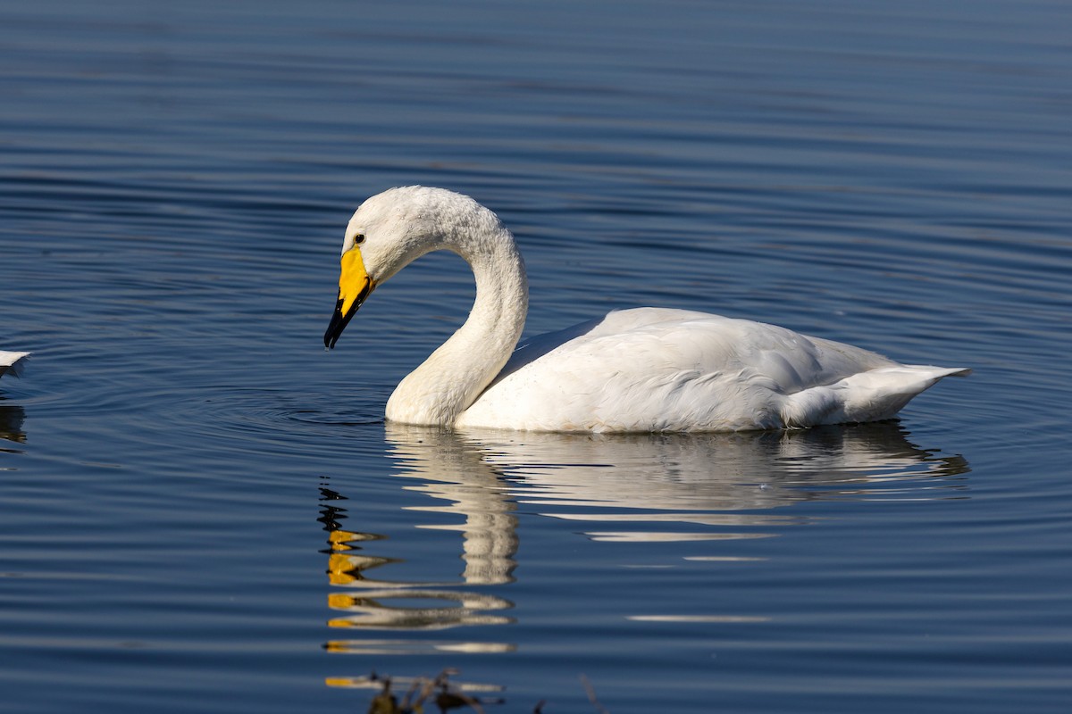 Whooper Swan - ML620629465