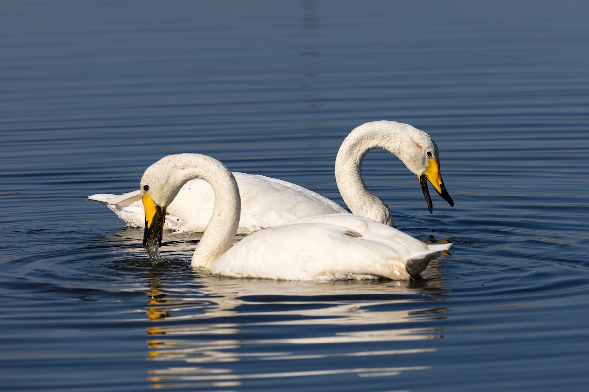 Whooper Swan - ML620629467