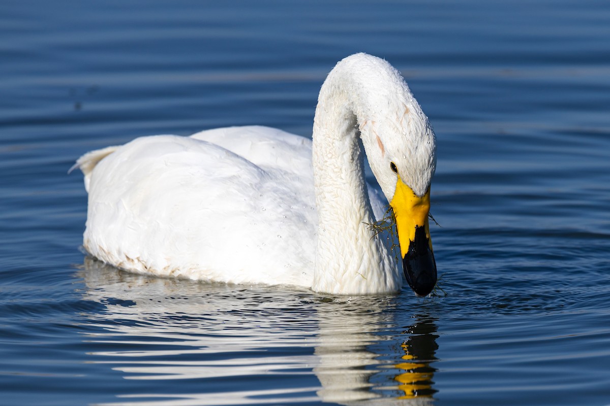 Whooper Swan - ML620629471