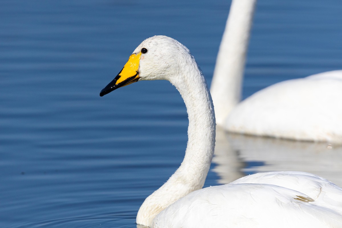 Whooper Swan - ML620629472