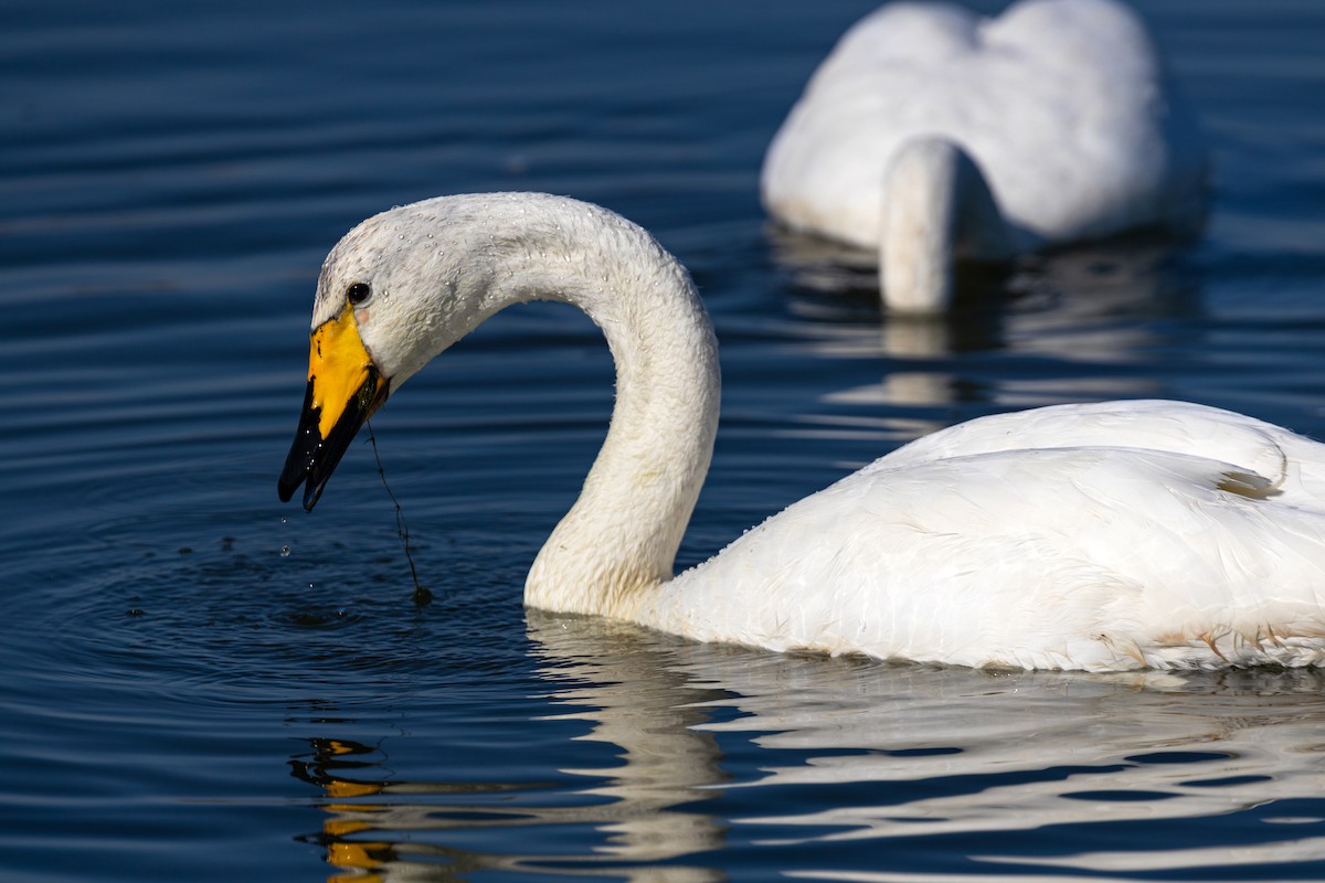 Whooper Swan - ML620629473