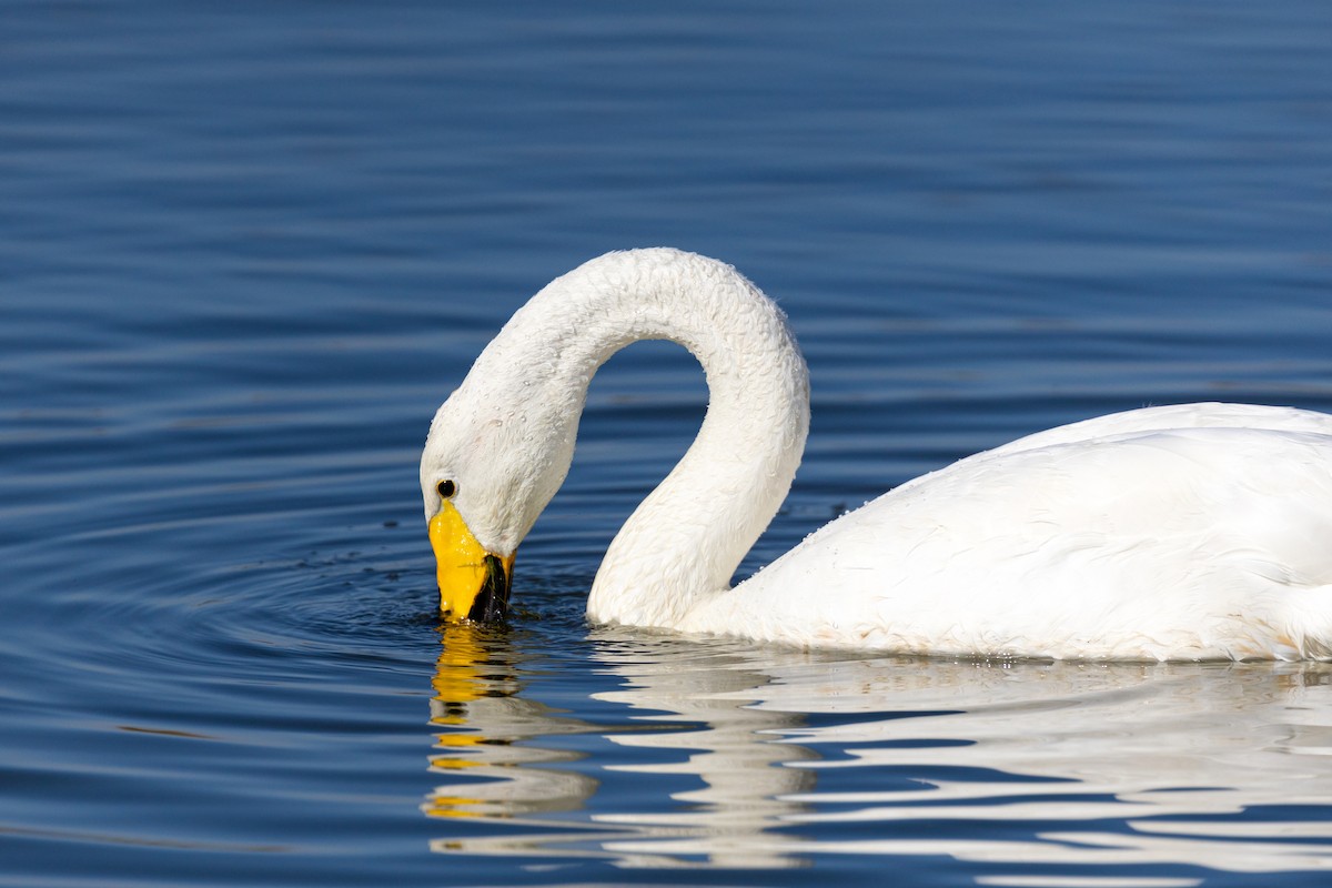 Whooper Swan - ML620629474