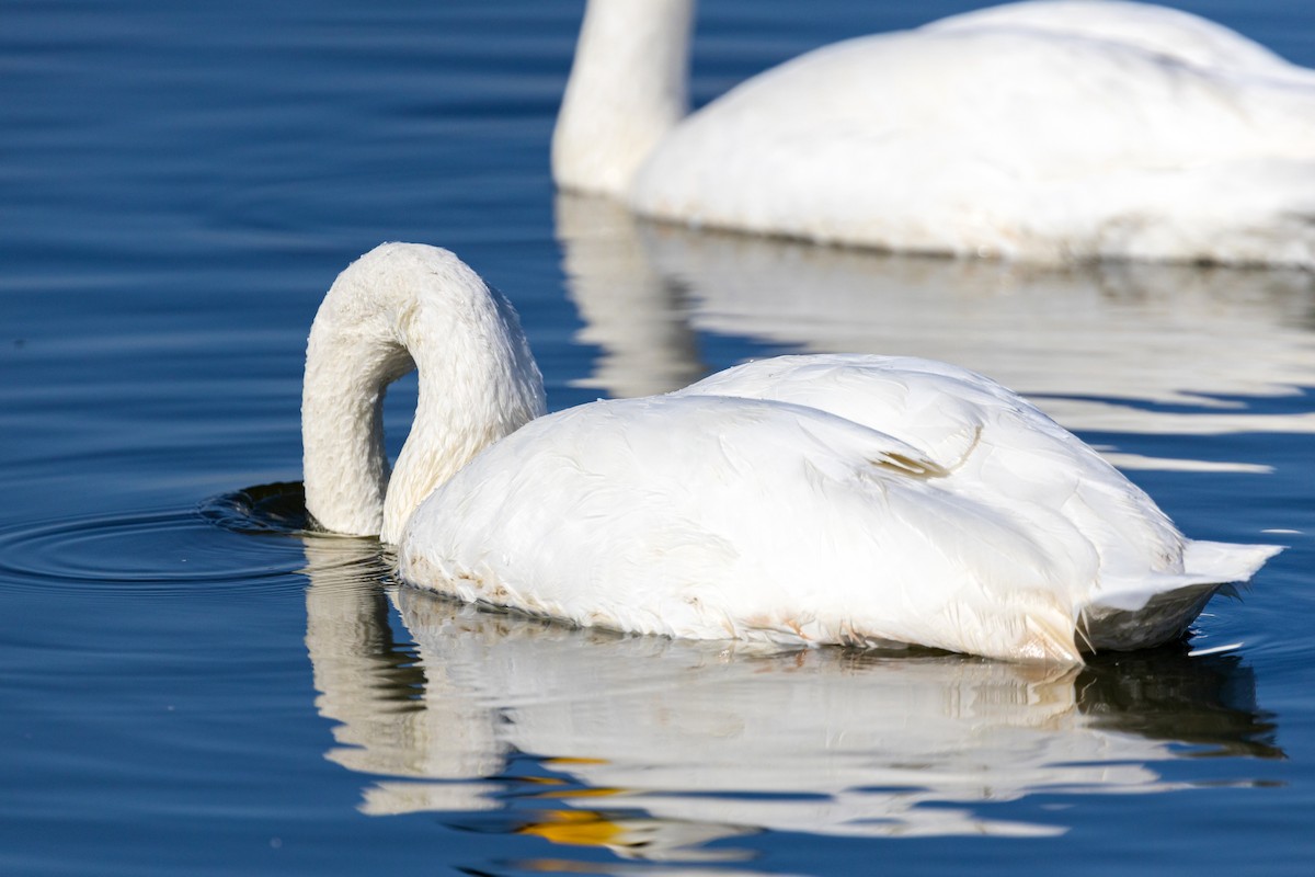 Whooper Swan - ML620629475