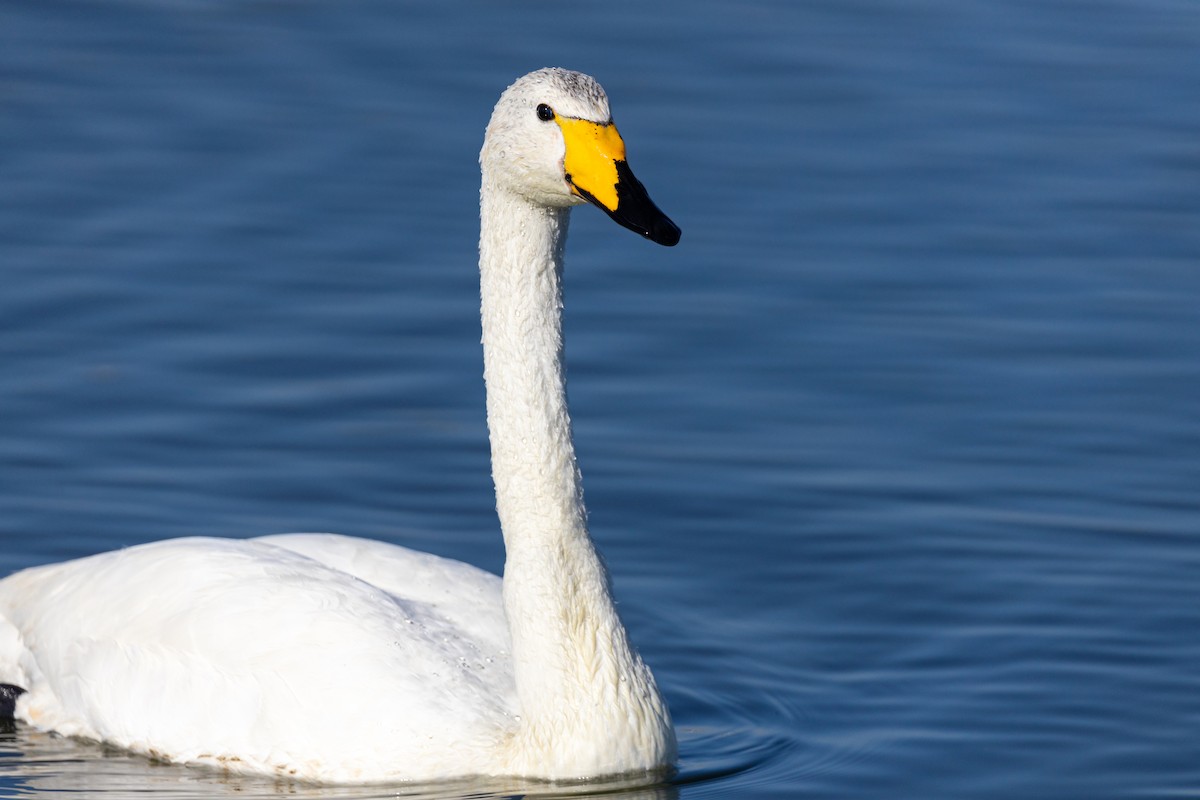 Whooper Swan - ML620629476