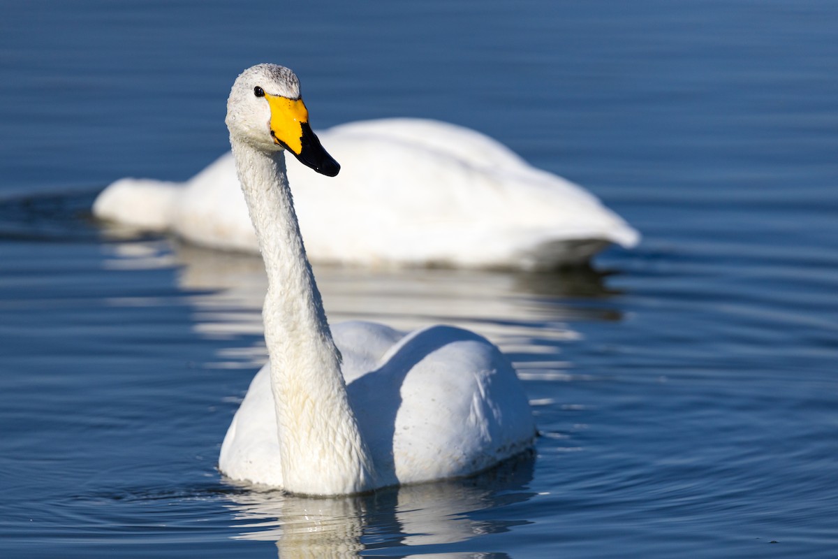 Whooper Swan - ML620629477