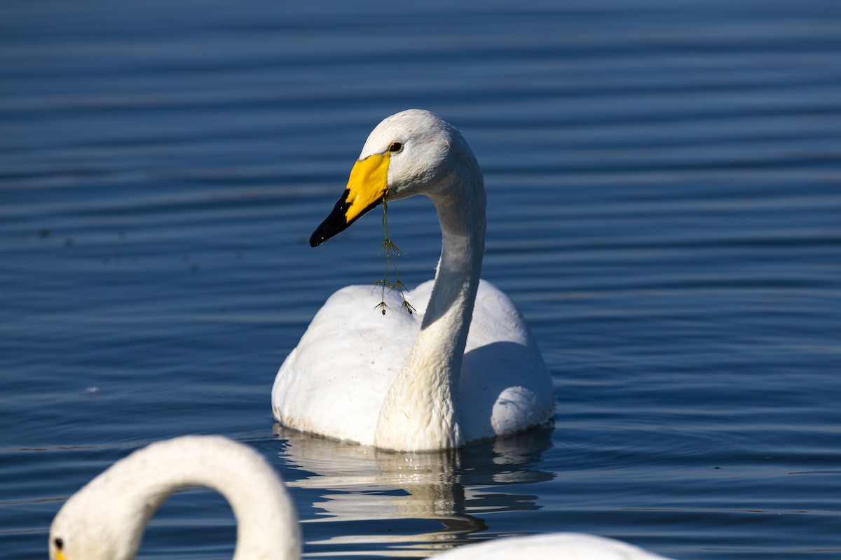 Whooper Swan - ML620629478