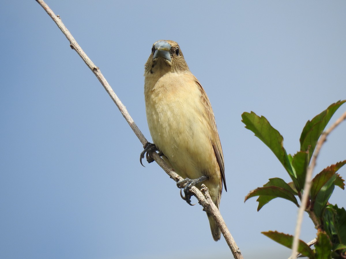 Chestnut-breasted Munia - ML620629479