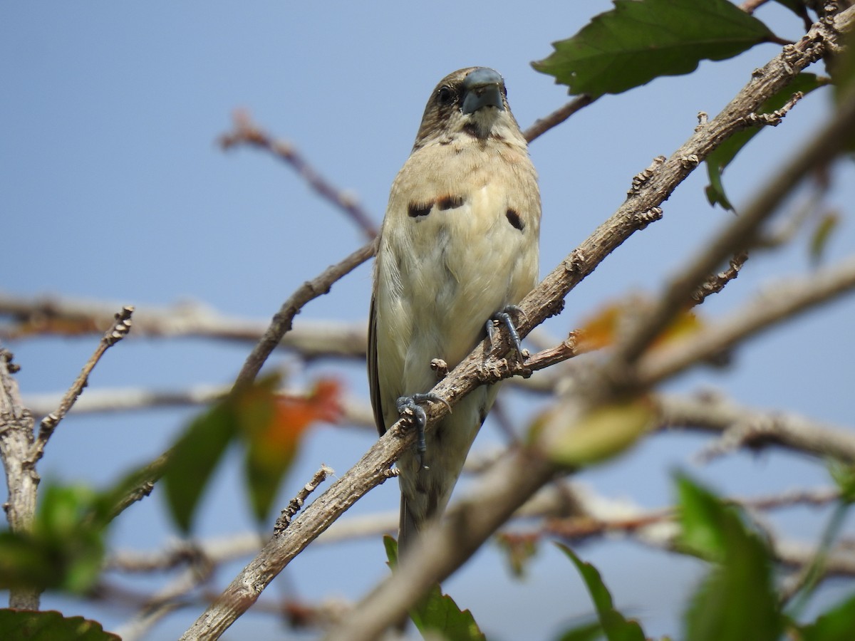 Chestnut-breasted Munia - ML620629481