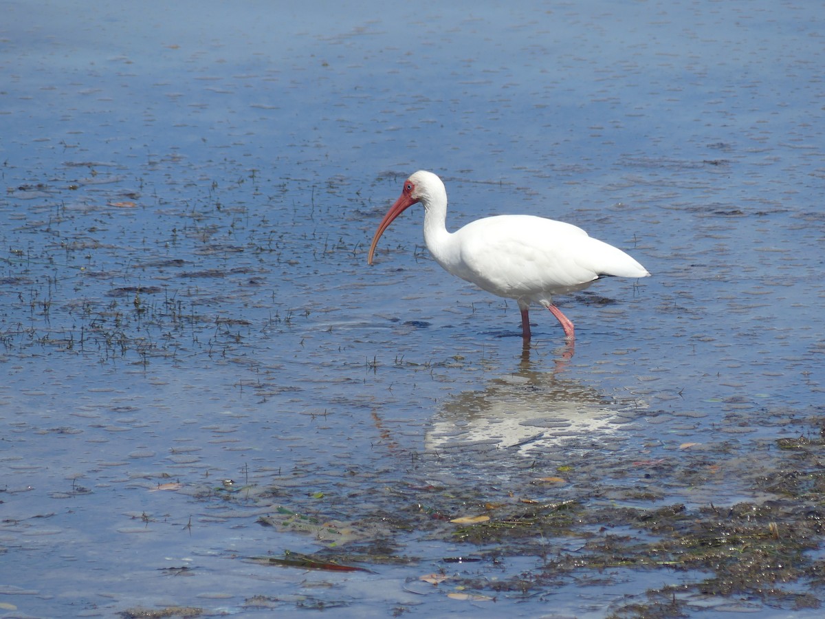 White Ibis - Rebecca Merrill