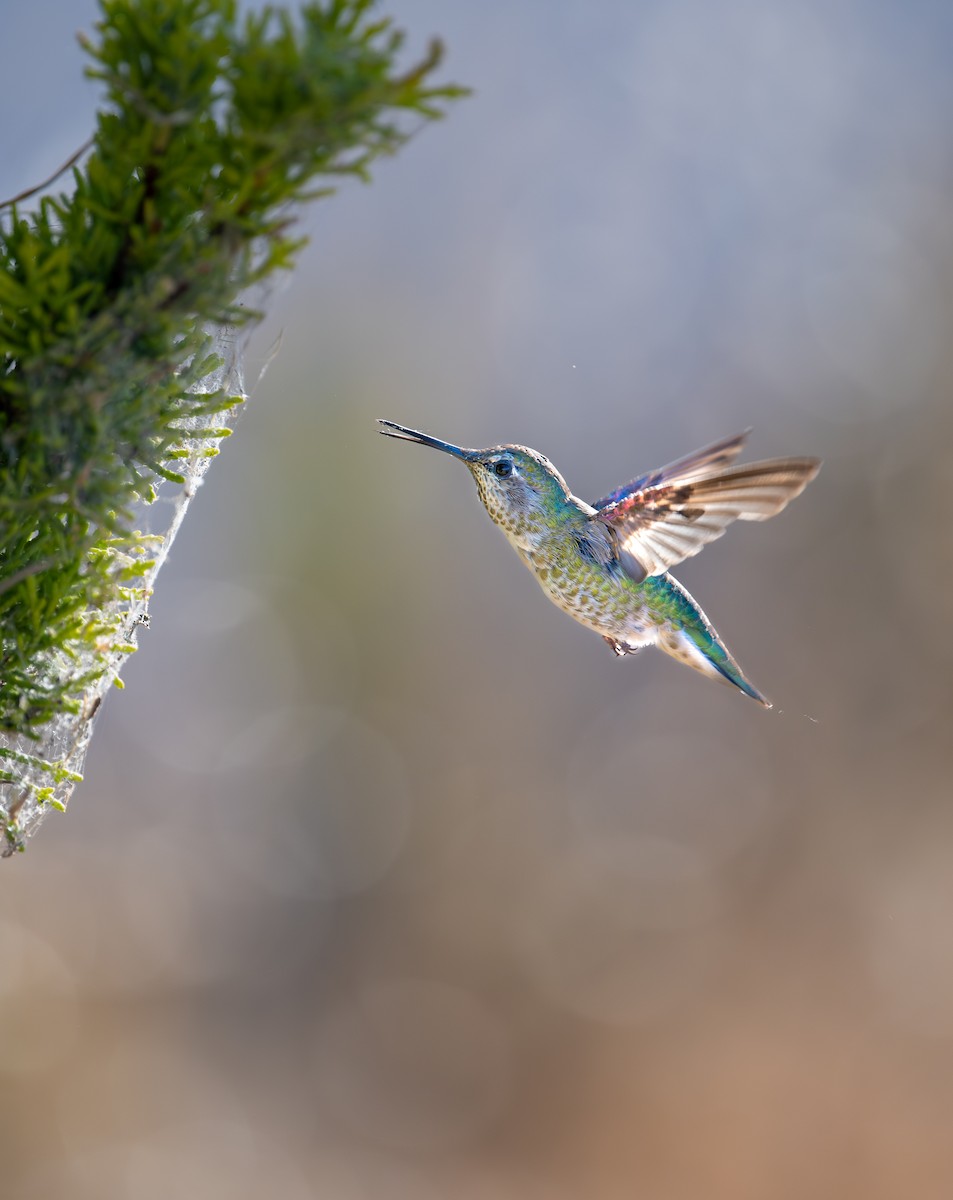 Anna's Hummingbird - ML620629484