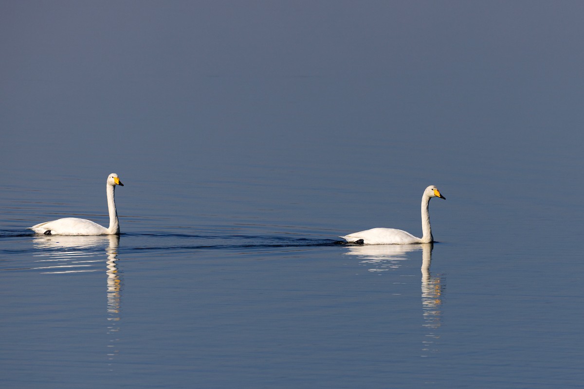 Whooper Swan - ML620629485