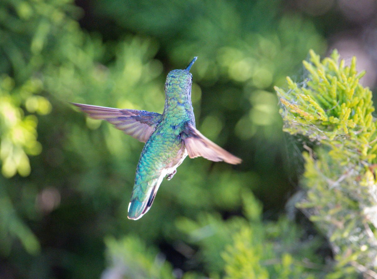 Anna's Hummingbird - ML620629487