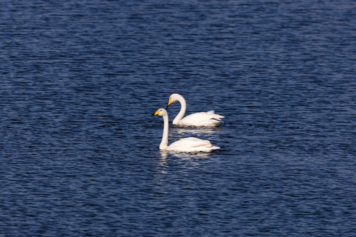 Whooper Swan - ML620629488