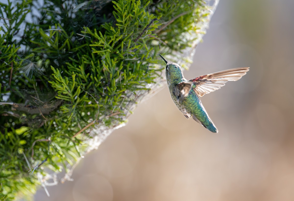 Anna's Hummingbird - ML620629490